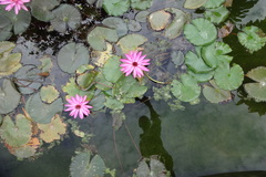 Nymphaea rubra
